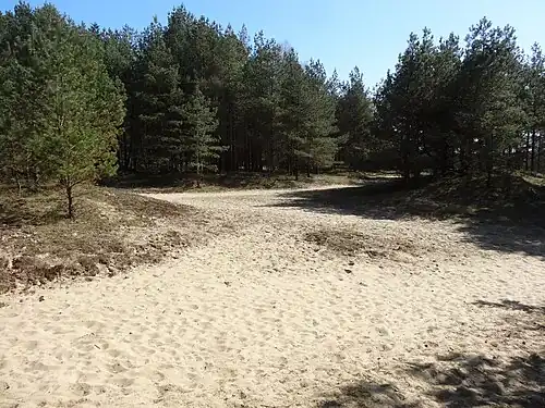 Binnendünen im Naturschutzgebiet Binnendünen Nordoe