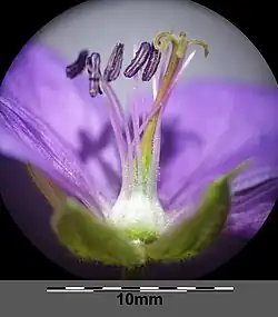 Fruchtknoten und am Grund abrupt verbreiterte Staubfäden