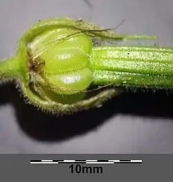 Behaarte Fruchtklappen (vordere Kelchblätter entfernt)