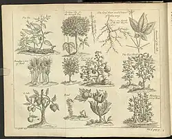 The General History of China., Band 1 Seite 9, 1736, Pflanzen (Gerard Van der Gucht)