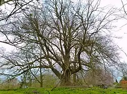 Gerichtslinde Brusow