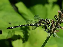 Gestreifte Quelljungfer (Cordulegaster bidentata)