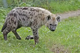 Tüpfelhyäne