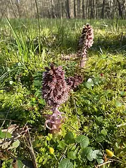 Gewöhnliche Pestwurz - April-Blüte (Petasites hybridus)