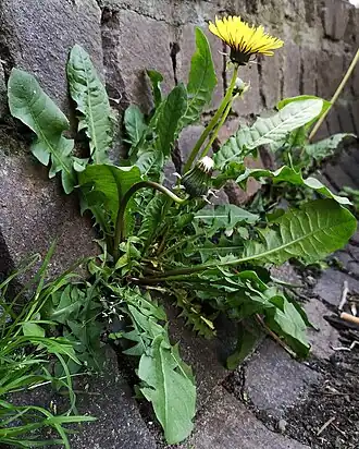 Gewöhnlicher Löwenzahn