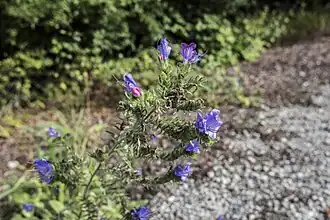 Gewöhnlicher Natternkopf
