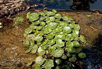 Gewöhnlicher Wassernabel (Hydrocotyle vulgaris)