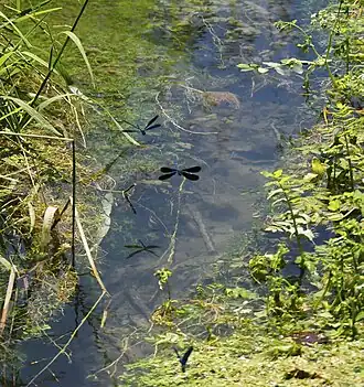 Der Giessekanal mit Prachtlibellen