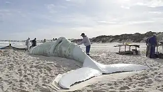 Der gesamte Walkadaver ist mit Harz eingehüllt