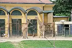 Giraffengehege im Tiergarten Schönbrunn.