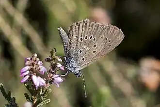 Lungenenzian-Ameisenbläuling (Glaucopsyche alcon)