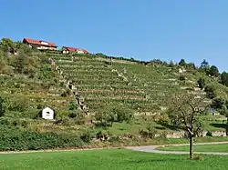 Weinberge am Markgröninger Mühlberg, rechts der Glems