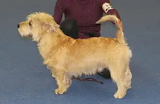 Irish Glen of Imaal Terrier