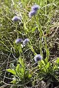 Globularia punctata