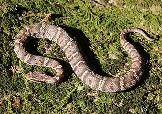 Japanische Mamushi (Gloydius blomhoffii)