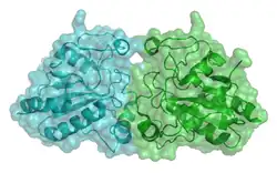Glutathionperoxidase 1