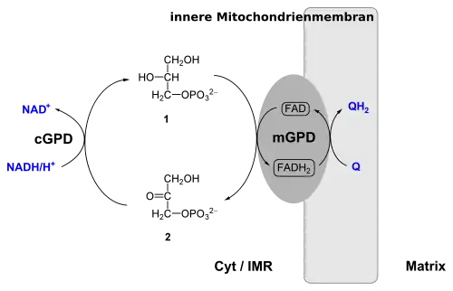 Mitochondriale Glycerin-3-phosphat-Dehydrogenase