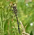 Zweigestreifte Quelljungfer (Golden-ringed dragonfly)