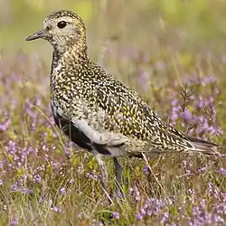 1975 Goldregenpfeifer