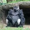 Westlicher Gorilla (Gorilla gorilla)
