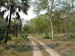 Ein unbefestigter Weg führt durch einen lichten Wald aus unterschiedlich hohen Laubbäumen und Palmen.
