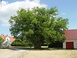 Eiche auf dem Ava-Hof auf Fårö (1741 von Linné erwähnt), Stammumfang ca. 6 m