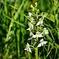 Grünliche Waldhyazinthe (Platanthera chlorantha)