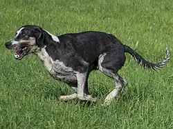 Grand Anglo-Français blanc et noir