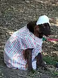 Hund mit behindernder Kleidung