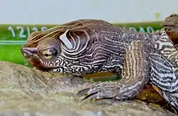 Abb. 13 Höckerschildkröte – horizontale Zentrallinie der Augen bei Blickrichtung nach vorne