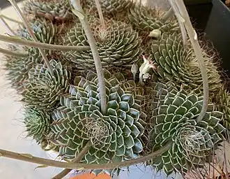 Graptopetalum filiferum, Habitus