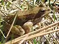 Grasfrosch (Rana temporaria)