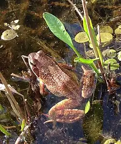 Grasfrosch findet Laichgewässer am Roderbach