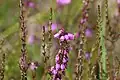 Grauheide (Erica cinerea) im Brachter Wald