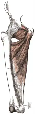 Musculus adductor longus