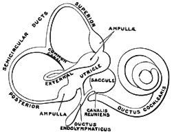 Schema des häutigen Labyrinths im menschlichen Innenohr