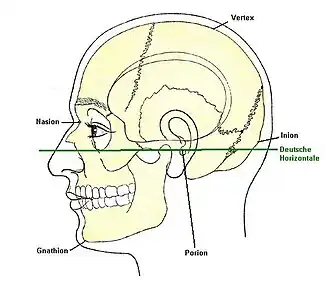 Frankfurter Horizontale (grüne Linie)