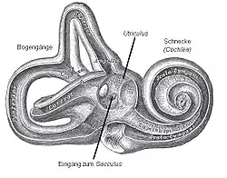 Zeichnung des knöchernen Labyrinths im menschlichen Innenohr