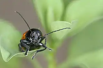 Männchen, Frontansicht