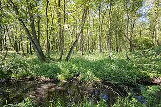 Moor bei Groß Potrems