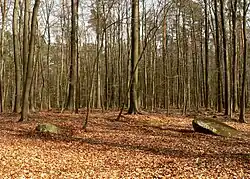 Die wieder zugeschüttete Ausgrabungsfläche, 2022