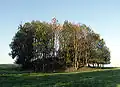 Ehemaliger Standort einer Wallburg (Turmhügelburg)