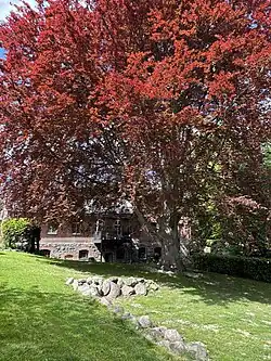 Blutbuche hinter der Mühle im Frühjahr