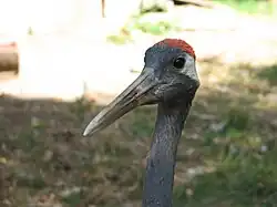 Kopf des Mandschurenkranichs