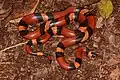 Honduras-Königsnatter (Lampropeltis abnorma)