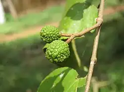 Guazuma ulmifolia (nur junge Früchte sind essbar)