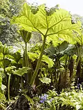 Gunnera, ca. 2 m hoch
