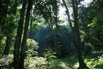 Vegetation im Nationalpark Gunung Palung