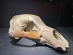 Höhlenbärenschädel