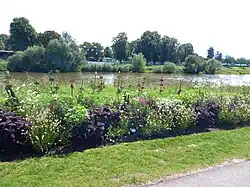 Blühstreifen an der Weserpromenade